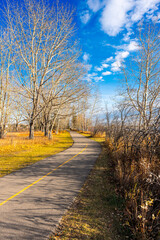 empty forest in autumn and road