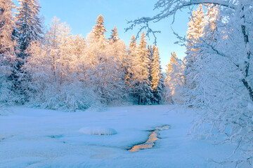 Winter northern frosty landscape of a snow-covered forest in January on a sunny day.