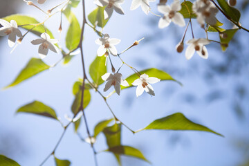 Backlit white cherry blossom flowers, background