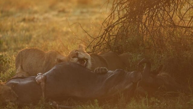 Lioness eating a kill at sunrise