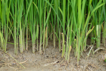 A close-up view of rice seeds that are old enough to be planted in the fields