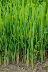 Fototapeta premium A close-up view of rice seeds that are old enough to be planted in the fields