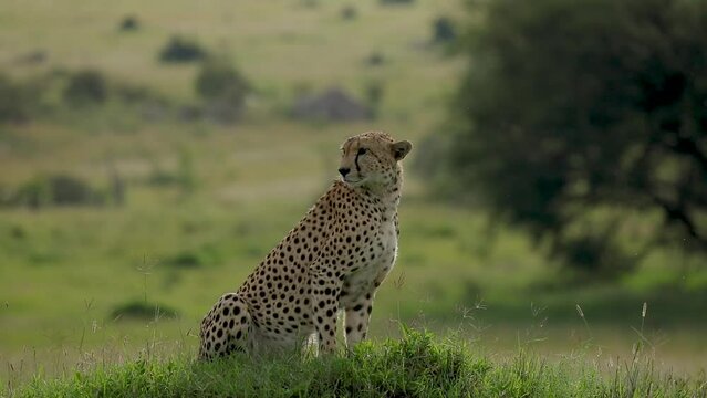 Cheetah sat up scanning the plains and lying down