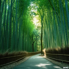 Tranquil Bamboo Grove with a Curving Trail