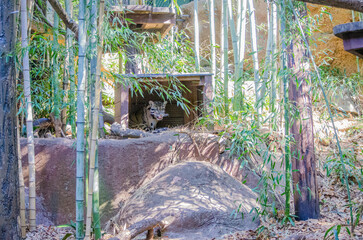 tiger in zoo shelter