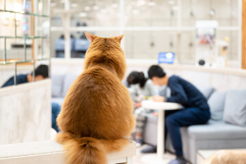 猫カフェの猫たち