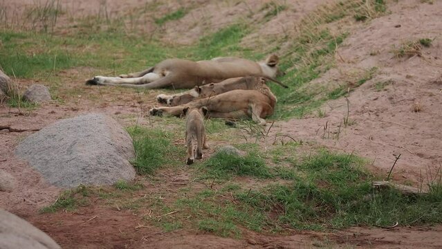 Young lion cubs feed from lioness