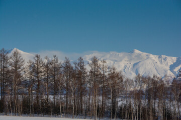 冬の晴れた日の雪山と冬木立　十勝岳連峰

