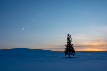 夕暮れの雪原に立つマツの木と飛行機雲　美瑛町
 - Powered by Adobe