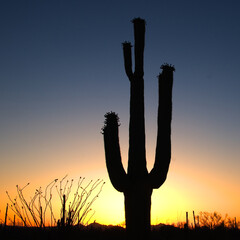 desert view in New Mexico to succulent cactus tree with bud and romantic sunset
