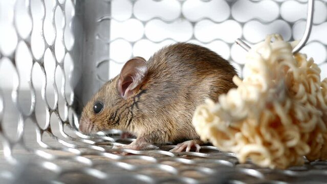Rats that eat food in steel cages become trapped. 4k video.