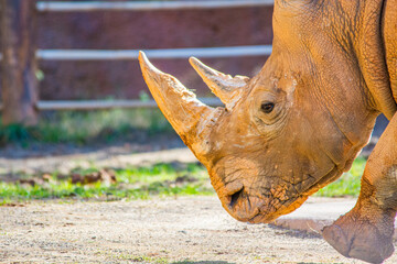 rhinoceros in the zoo