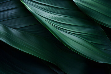 Abstract close up artistic natural leaves background. Beautiful texture of dark green tropical leaf