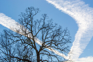 branches against sky and contrails