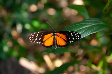 Fototapeta premium Golden heliconian butterfly