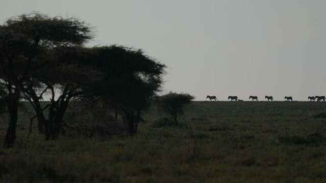 Zebra walking on the horizon in Africa