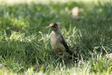 Obraz premium Zorzal