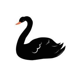 Beautiful Black Swan 