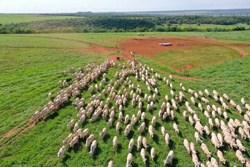Beautifull  Nellore beef cattle grazing intensive tropical pasture in Brazil project