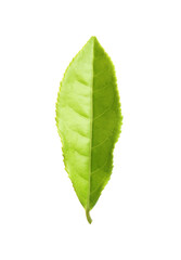 Fresh green tea leaf isolated on white