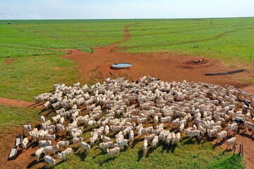 Beautifull  Nellore beef cattle grazing intensive tropical pasture in Brazil project