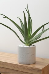 Beautiful potted aloe vera plant on chest of drawers near white wall