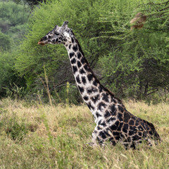 giraffe in the wild, giraffe in the savannah, giraffe walking in the grass