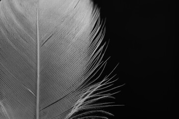 Fluffy white feather on black background, closeup. Space for text
