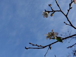 cherry blossom against sky in cold winter