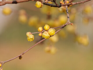 Macro of the flower of Chimonanthus, wintersweet, genus of flowering plants in the family Calycanthacea, yellow flowers blooming in winter and early spring.