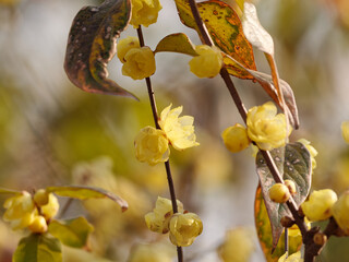 Macro of the flower of Chimonanthus, wintersweet, genus of flowering plants in the family Calycanthacea, yellow flowers blooming in winter and early spring.