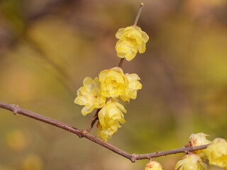 Macro of the flower of Chimonanthus, wintersweet, genus of flowering plants in the family Calycanthacea, yellow flowers blooming in winter and early spring.