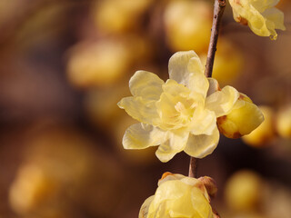 Macro of the flower of Chimonanthus, wintersweet, genus of flowering plants in the family Calycanthacea, yellow flowers blooming in winter and early spring.