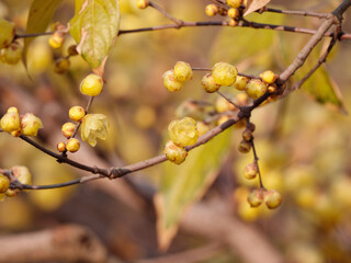 Macro of the flower of Chimonanthus, wintersweet, genus of flowering plants in the family Calycanthacea, yellow flowers blooming in winter and early spring.