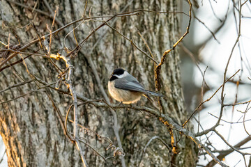 Chickadee
