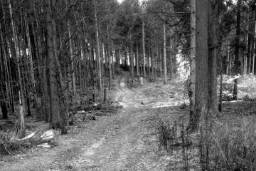 
Forest photography in black and white