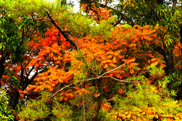 Orange Fall Leaves Autumn Tomb Habikino Osaka Japan