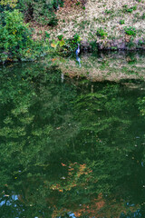 Heron Fall Leaves Green Reflection Autumn Habikino Osaka Japan