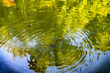 Turtles Green Blue Water Reflections Habikino Osaka Japan