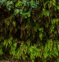 Ferns Appear To Drip Down Wall