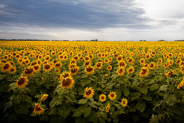 Obraz premium paisaje con girasoles en el campo.