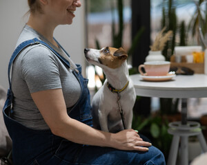 Jack Russell Terrier sitting on the lap of the owner in a cafe. Pregnant woman drinking coffee in dog friendly cafe.