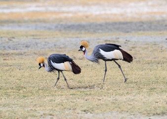 Two Gray Crowned-Cranes foraging in  Ngorongoro crater