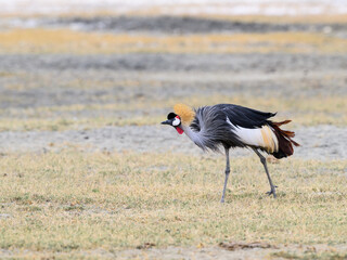 Gray Crowned-Crane foraging in  Ngorongoro crater