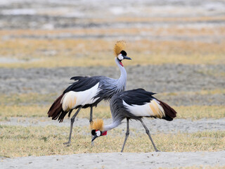 Two Gray Crowned-Cranes foraging in  Ngorongoro crater