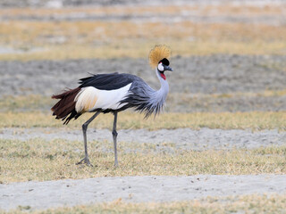 Gray Crowned-Crane closeup portrait in Ngorongoro crater
