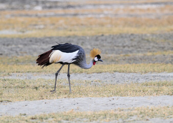 Gray Crowned-Crane foraging in  Ngorongoro crater