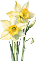 Watercolor painting of Daffodil flower. 