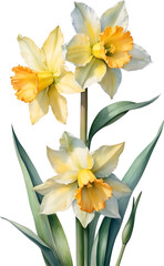 Fototapeta premium Watercolor painting of Daffodil flower. 
