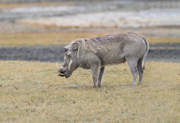 Warthog foraging in savannah of Tanzania